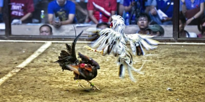 ae789 ﻿đăng nhập lô đề uy tín