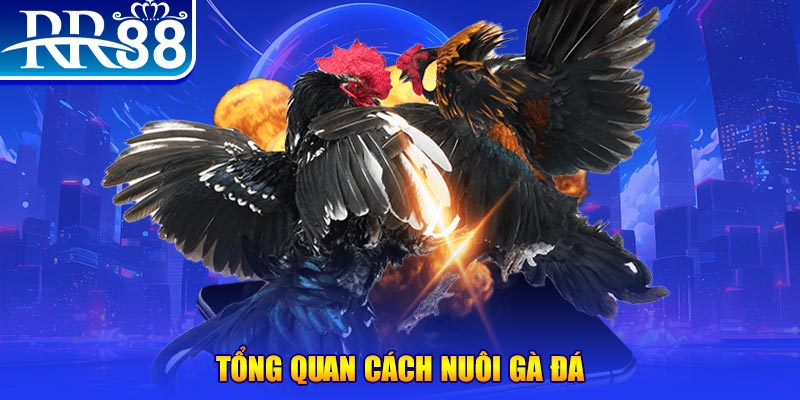 ae789 xổ số thứ ba
