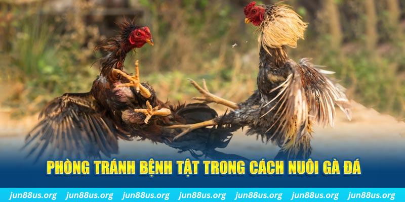 ae789 natural” trong baccarat nghĩa là gì？